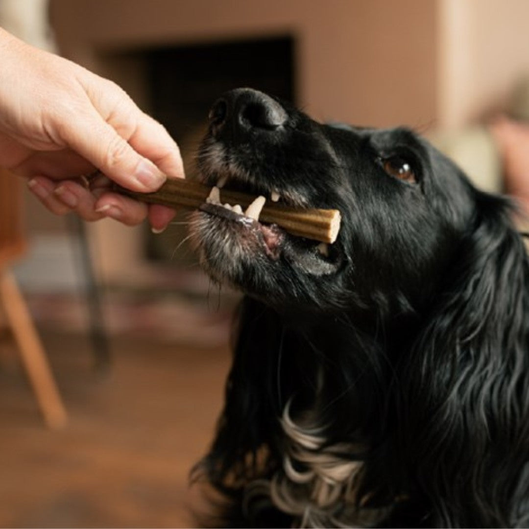 Happy large dog enjoying Tribal Dental Sticks Large Dog Treats - Ad2