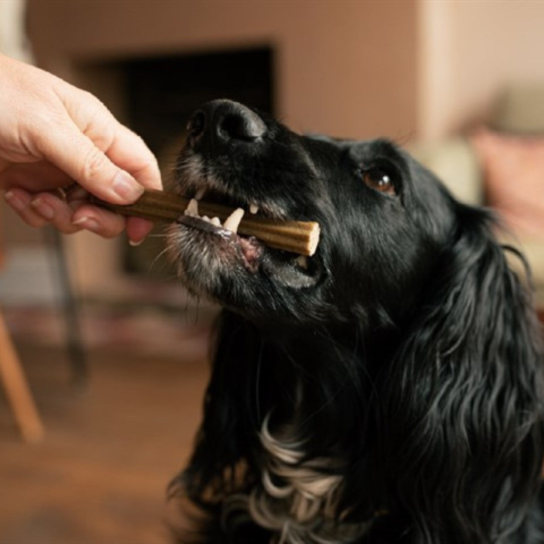 Tribal Dental Sticks Small Dog Treats for dogs up to 15kg - AD