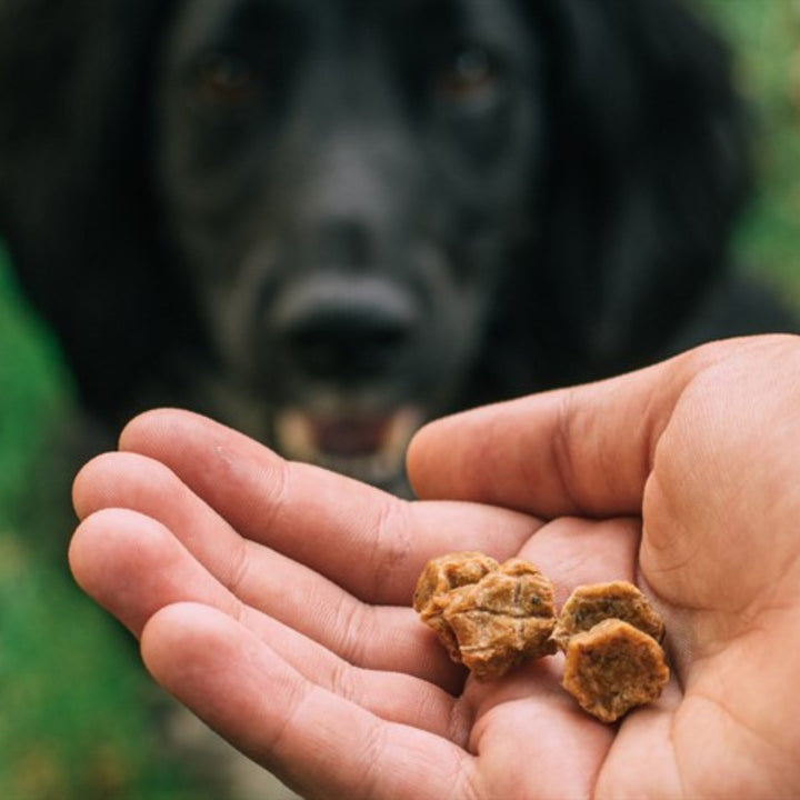 Tribal Trainers Salmon & Blackberry Dog Treats in an 80g bag - AD.