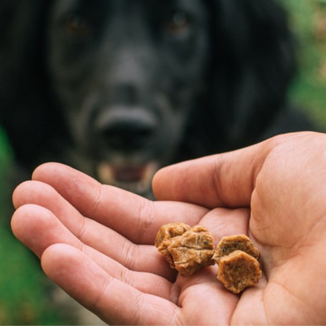 Tribal Trainers Trout Quinoa &amp; Raspberry Dog Treats in an 80g bag - Kibble Size.