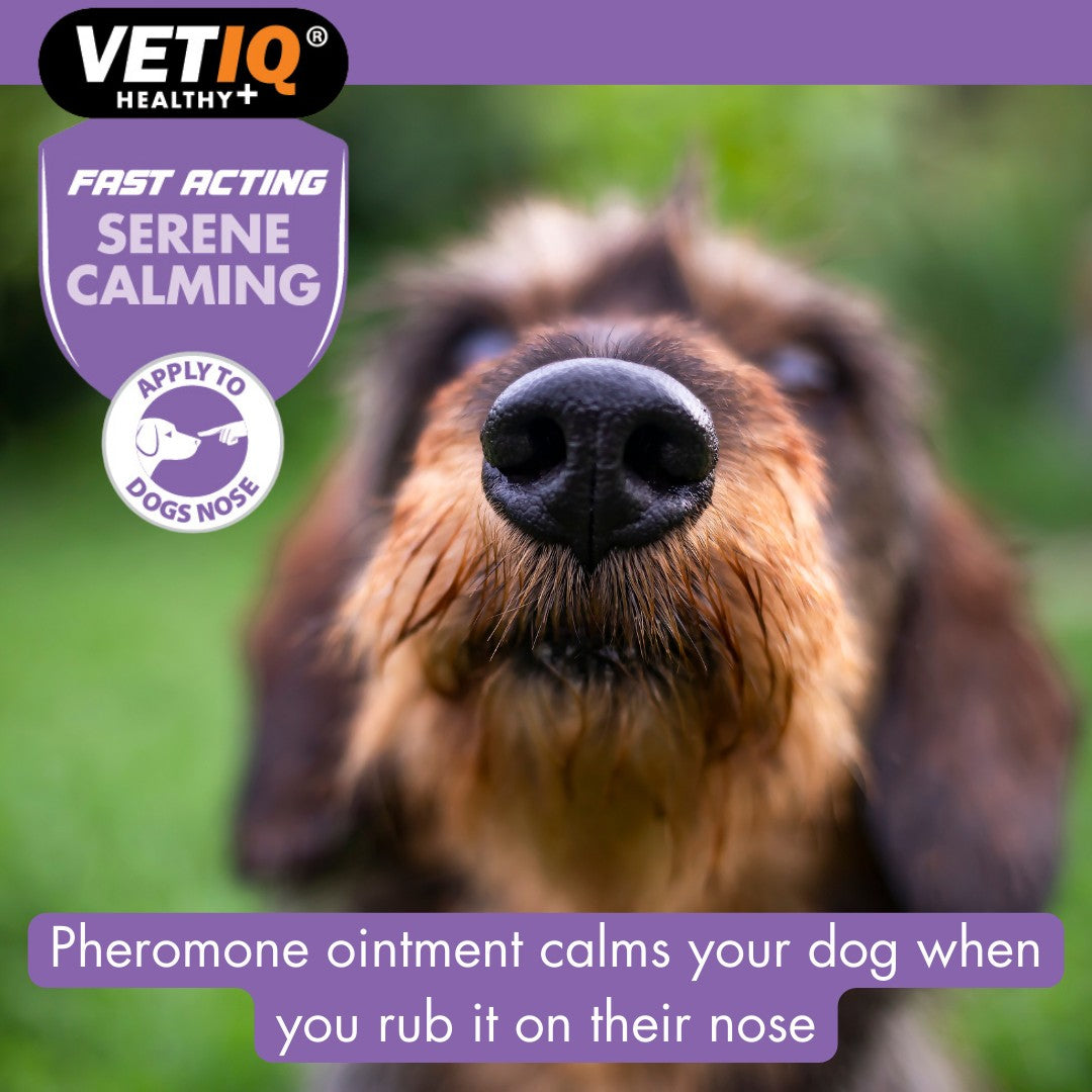 VetIQ Serene Calming Ointment Anxiety Relief for Dogs and Puppies in Dubai - Benefits 