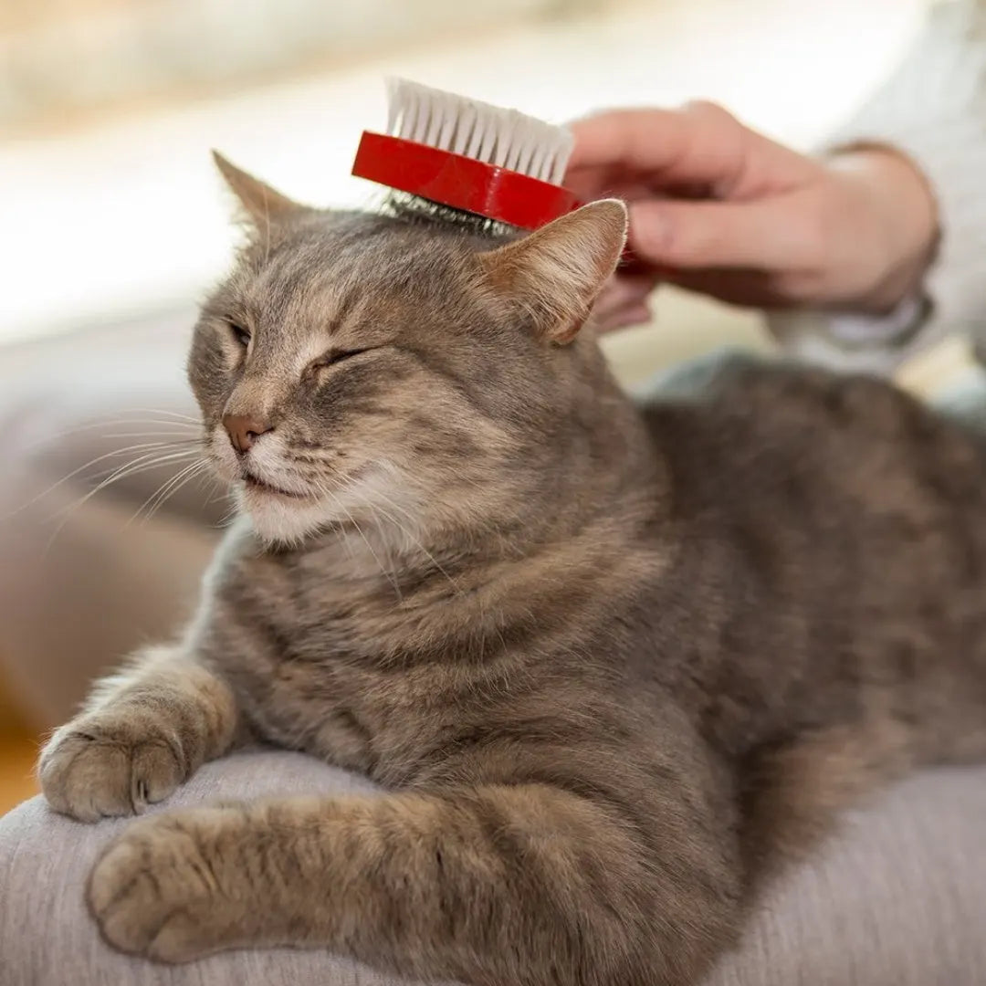 Grey cat being brushed during grooming