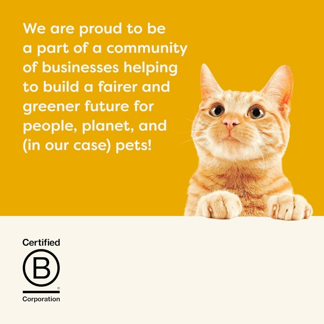 Cat on a yellow background with text about being a part of a community of businesses and a B Corporation logo.