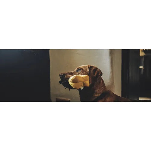 Beco Rough & Tough Spider Recycled Dog Toy by Beco – product detail 5