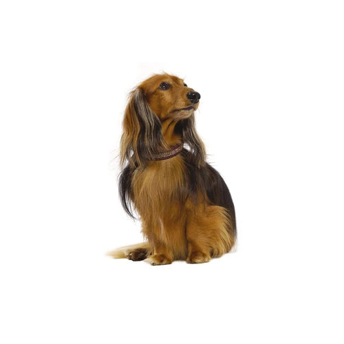 Bobby Crystal Princesse Collar - Prune, 25 cm