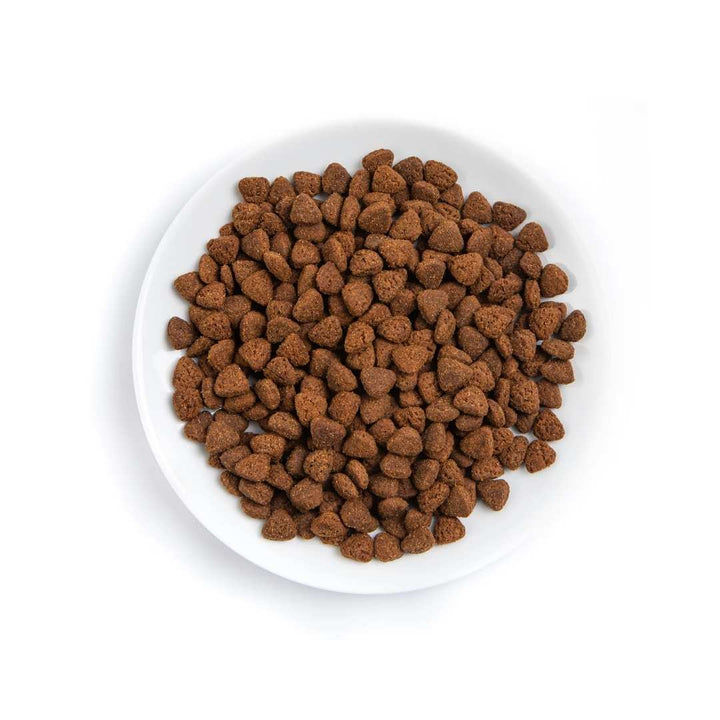 White bowl filled with brown dog food on a white background
