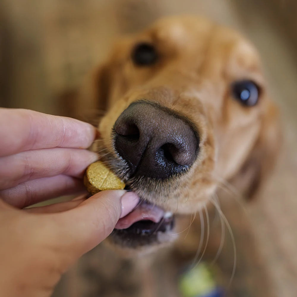 Vetericyn ALL-IN 1 Multifunctional Dog Supplement — product use and benefits