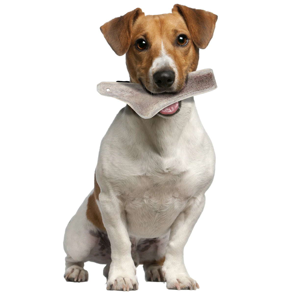 Zolux Natural Deer Antler Easy for Dogs Under 10 kg - additional product view