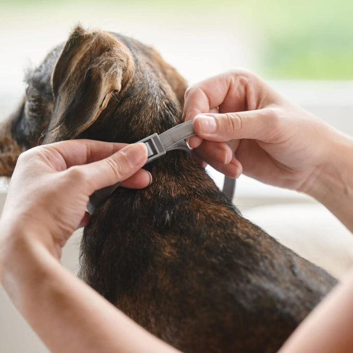 The Beaphar Canishield dog collar kills fleas for 16 weeks, ticks for six months, and sandflies for five and a half months- Ad.