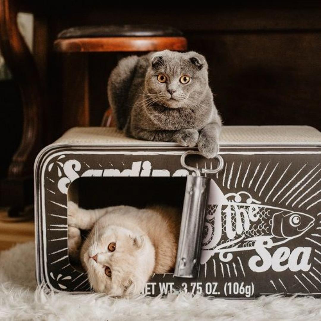 District 70 SARDINE Cat Scratcher & Cave