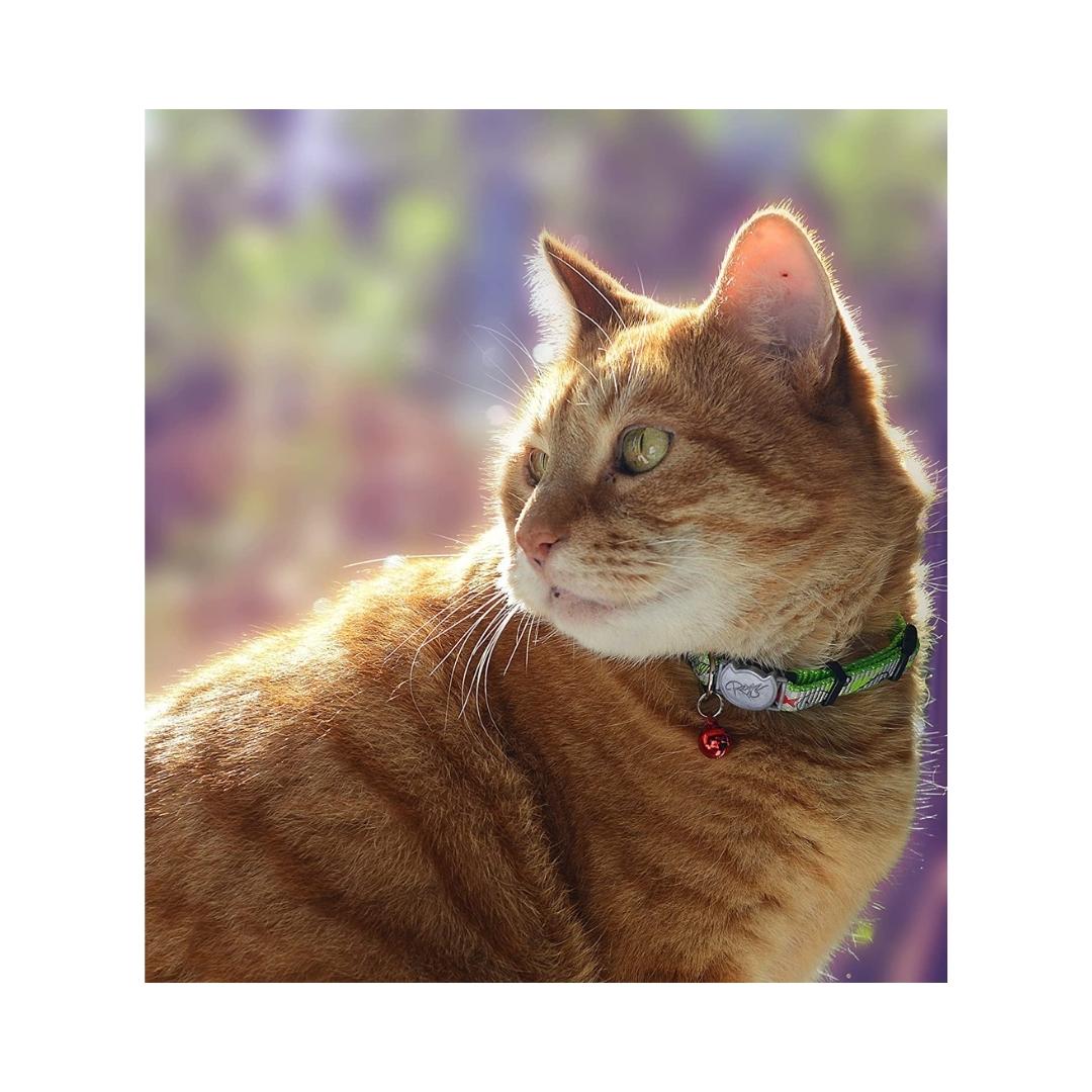 Rogz Reflecto Cat Collar Lime Fish Petz.ae Dubai Pet Shop UAE