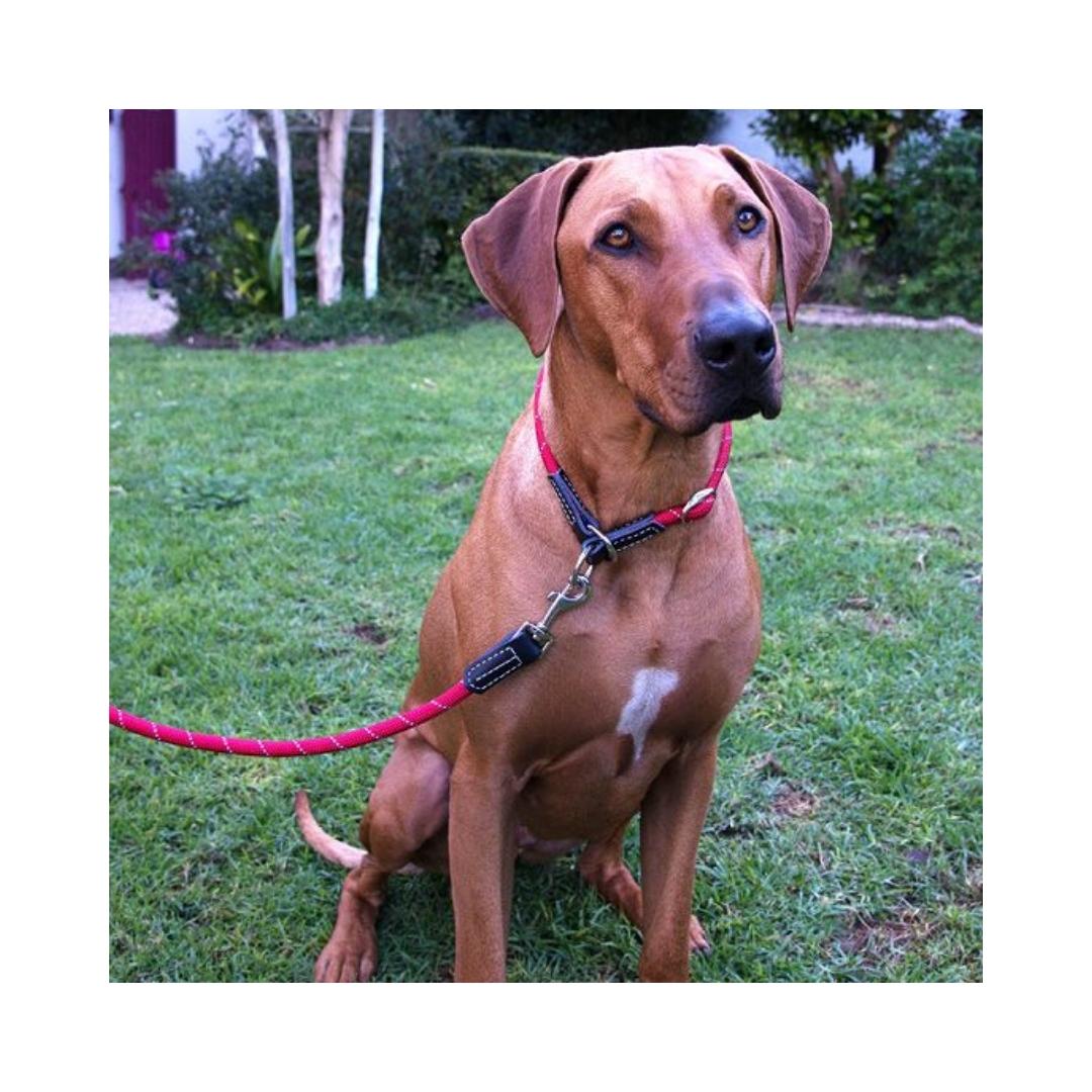 Rogz Rope Dog Lead Petz.ae