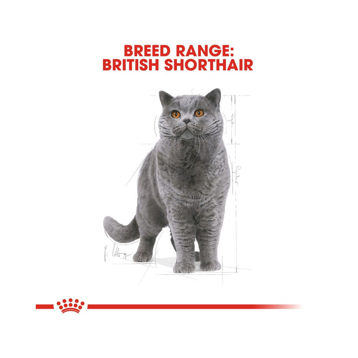 Royal Canin British Shorthair Adult Cat Dry Food Balanced and complete feed for cats over 12 months old 3.