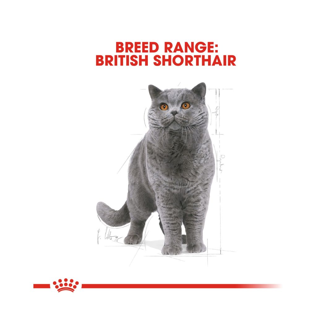 Royal Canin British Shorthair Adult Cat Dry Food - 4kg pack.