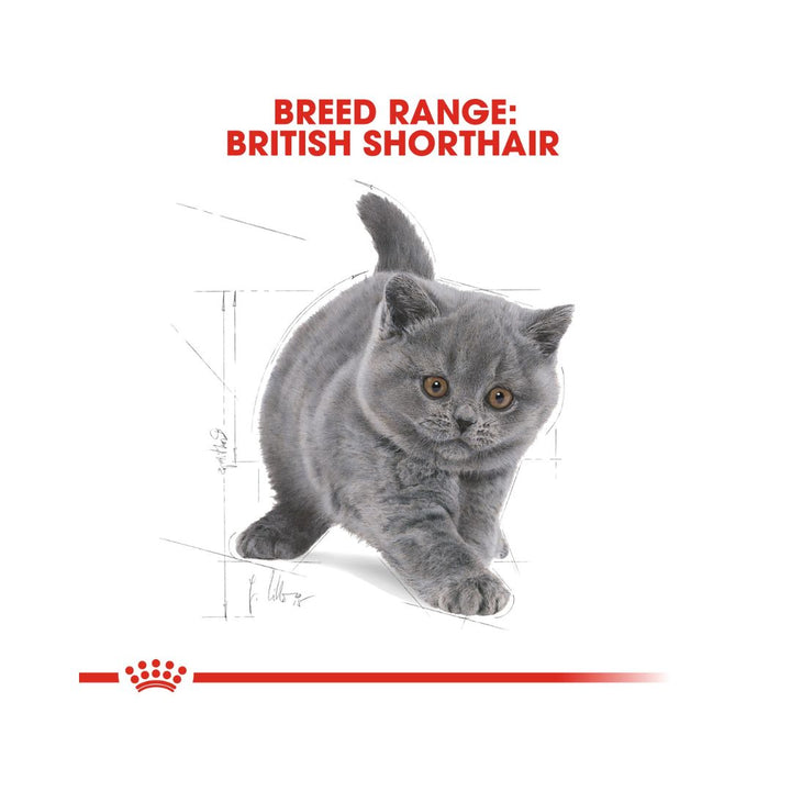Royal Canin British Shorthair Kitten Dry Food for British Shorthair kittens up to 12 months old 3.