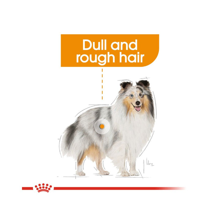Royal Canin Coat Beauty Care Adult Dog Wet food For dogs with dull and rough hair and Healthy & shiny coats for adult dogs over 10 months old 3.