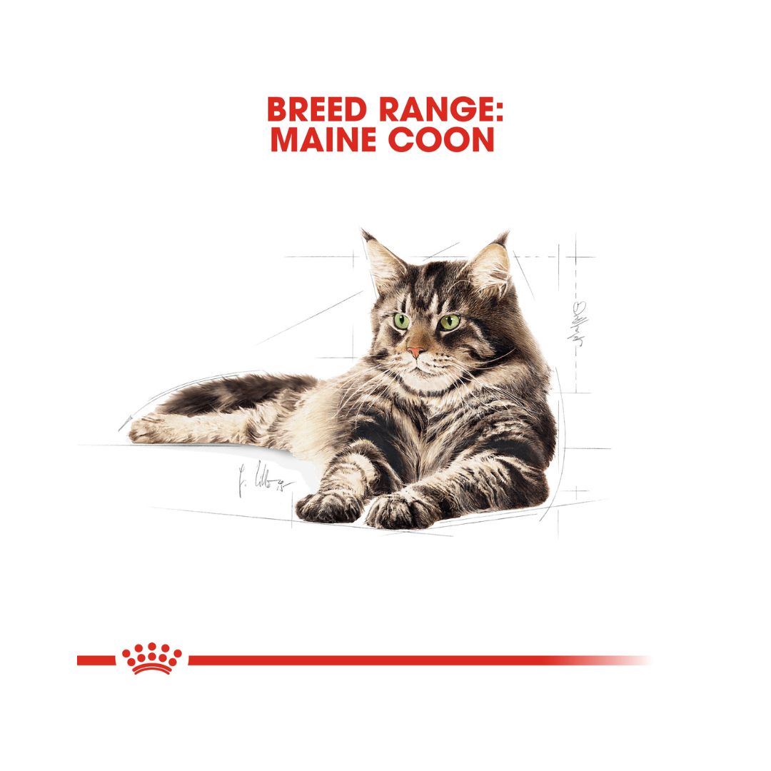 Royal Canin Maine Coon adult cat dry food for adult Maine Coon cats over 15 months old is specially formulated with the needs of this particular breed in mind 2ROYAL CANIN® Maine Coon Adult Cat Dry Food - Tailored nutrition for Maine Coon cats. Supports joint, dental, urinary, and cardiac health. 