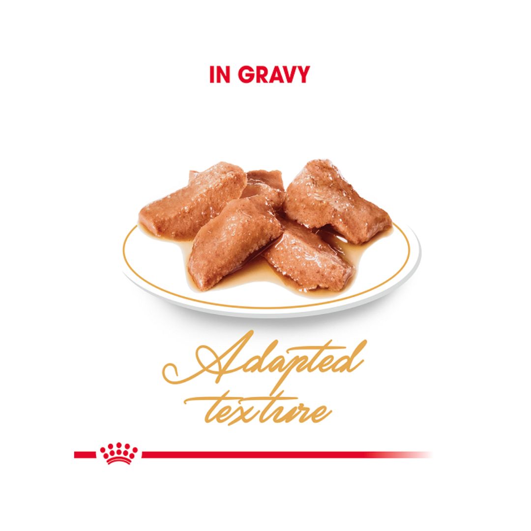 Royal Canin Maine Coon Gravy Cat Wet Food - Kibble Size 