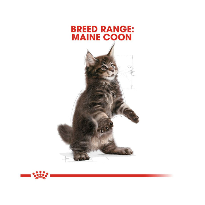 Royal Canin Maine Coon Kitten Dry Food Balanced and complete feed for Maine Coon kittens up to 15 months 3.