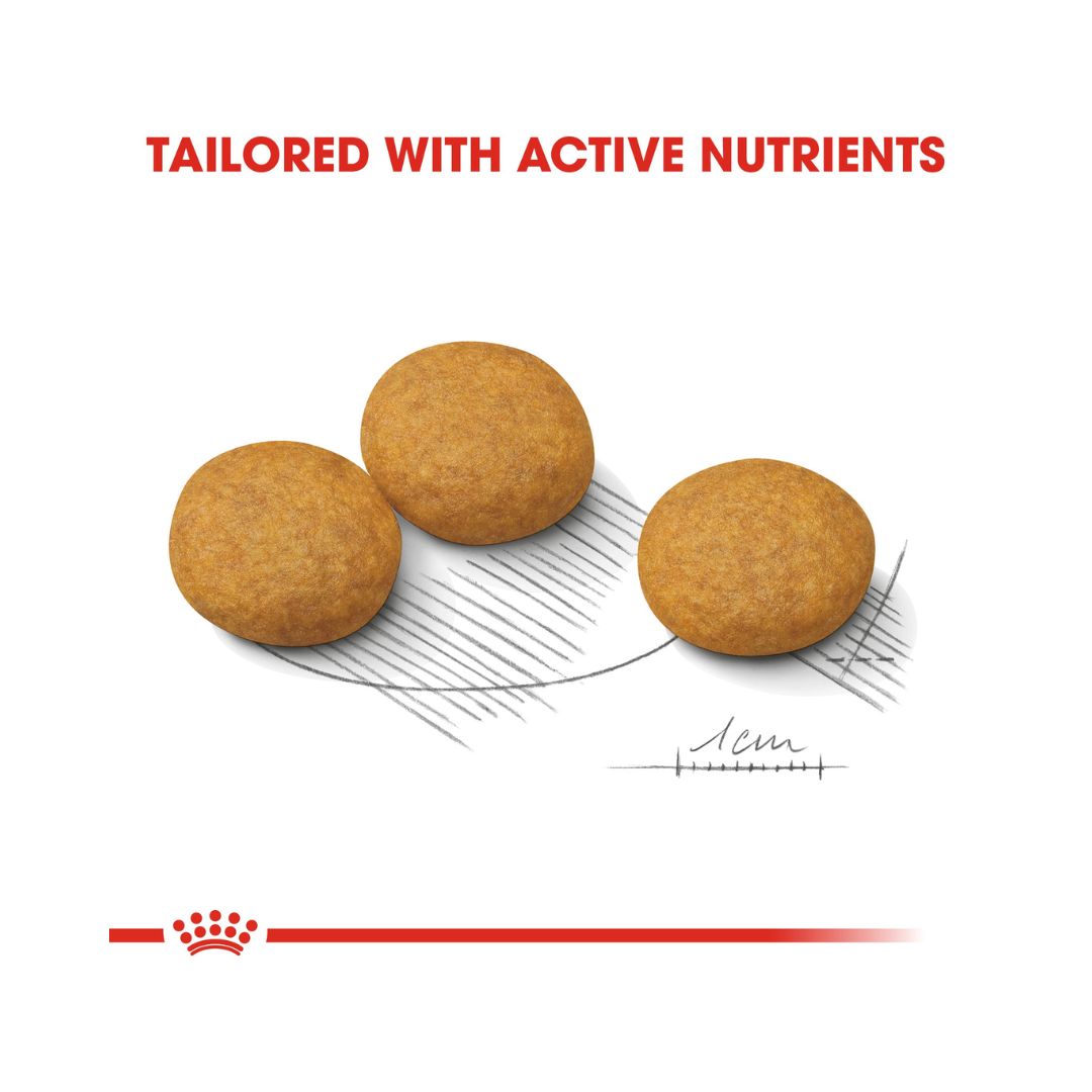 Royal Canin Medium Dermacomfort Dog Dry Food - Kibble Size 