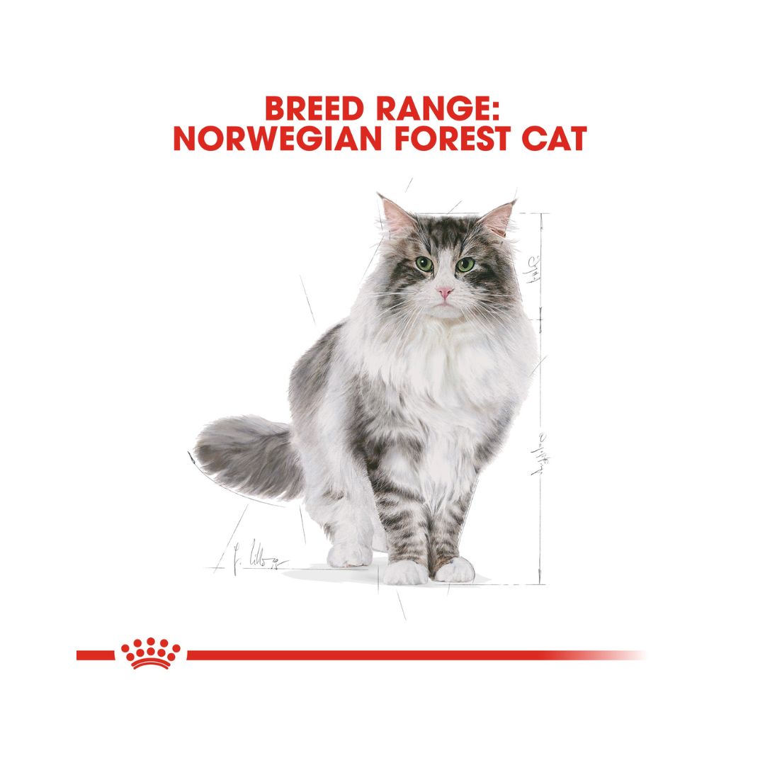 Royal Canin Norwegian Forest Cat Adult Dry Food - AD