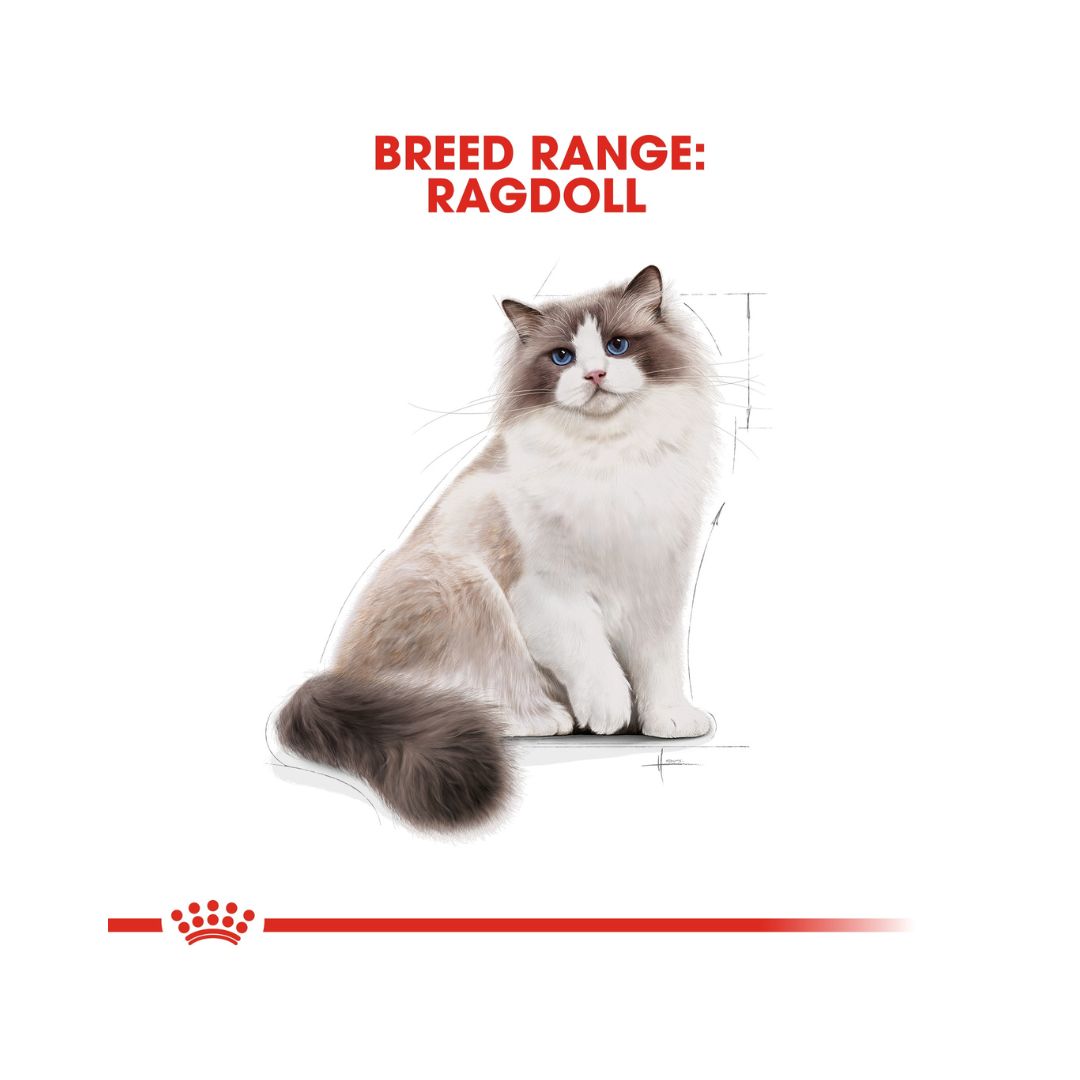 Royal Canin Ragdoll Cat Dry Food - AD